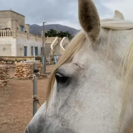 Antrama - Animali Tramonti E Mare * Favignana